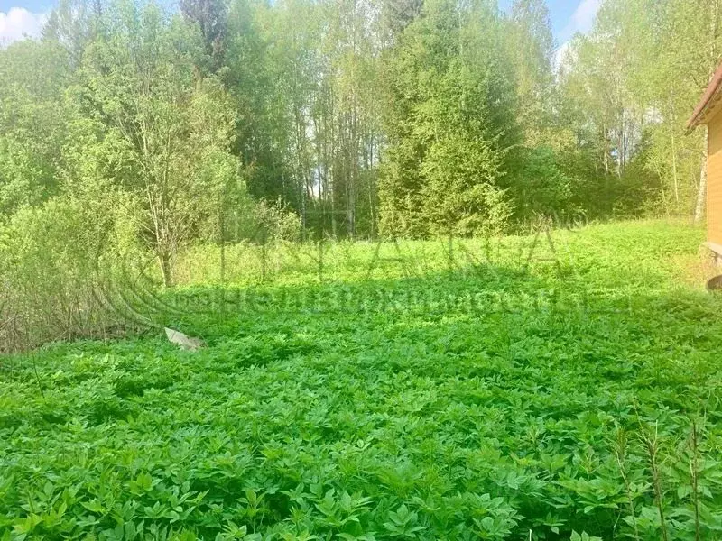 Участок в Ленинградская область, Выборгский район, Гончаровское с/пос, ... - Фото 1
