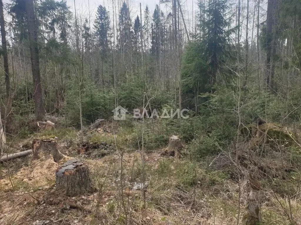 Участок в Ленинградская область, Выборгский район, Красносельское ... - Фото 1
