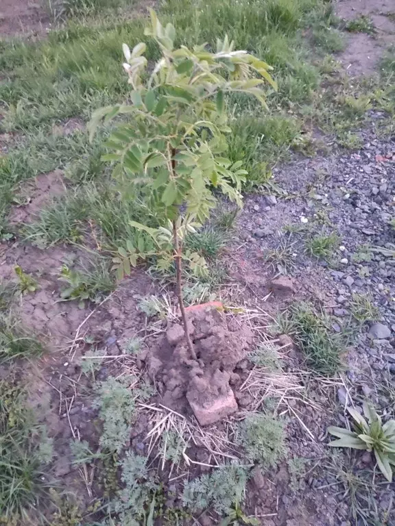 Участок в Ростовская область, Октябрьский район, Красюковское с/пос, ... - Фото 2