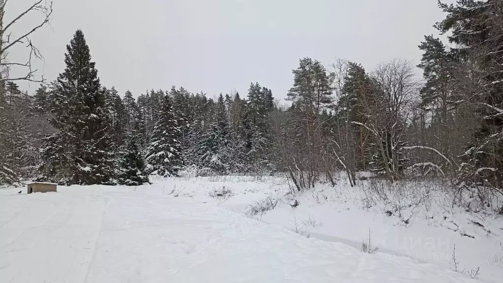 Участок в Ленинградская область, Выборгский район, пос. Первомайское  ... - Фото 0