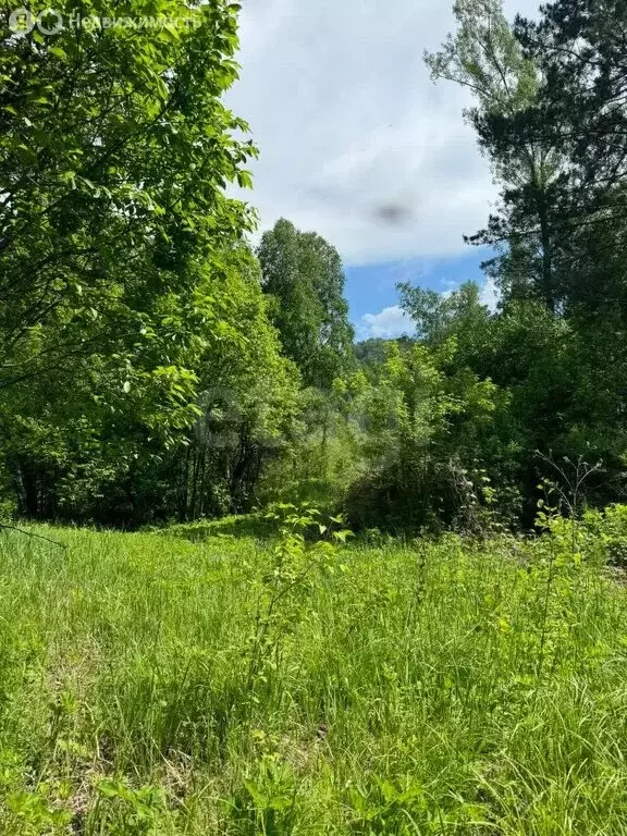Участок в Алтайский район, Айский сельсовет, село Ая (20 м) - Фото 0