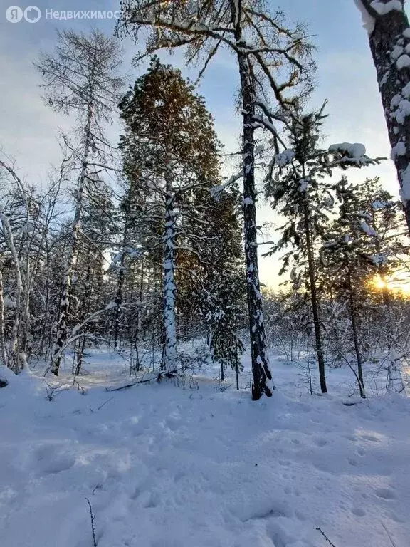 Участок в Якутск, Вилюйский тракт (7 м) - Фото 1