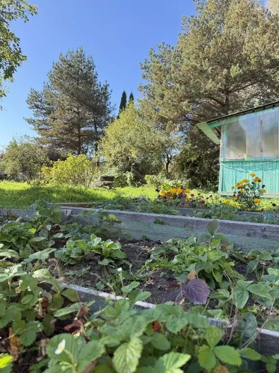 Участок в Московская область, Химки Лесные поляны садовое ... - Фото 2