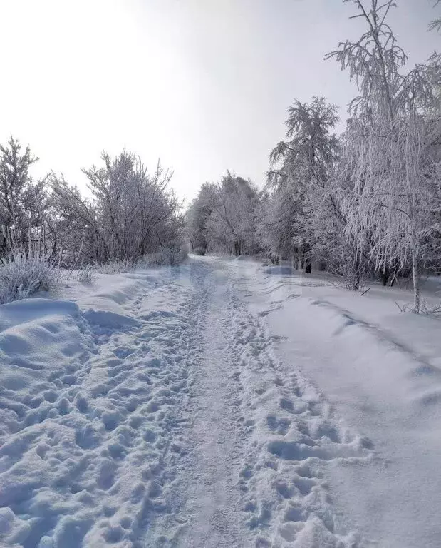 Участок в Ульяновск, СНТ Черничка (6.09 м) - Фото 1