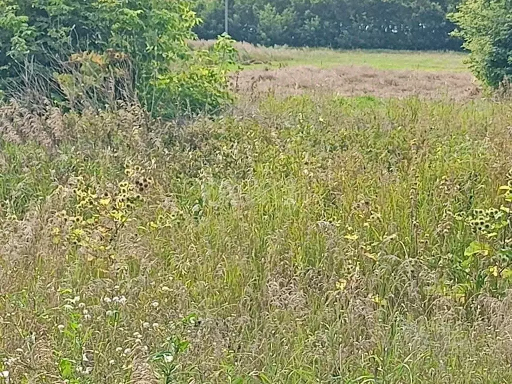 Участок в Алтайский край, Первомайский район, с. Баюновские ключи ... - Фото 2
