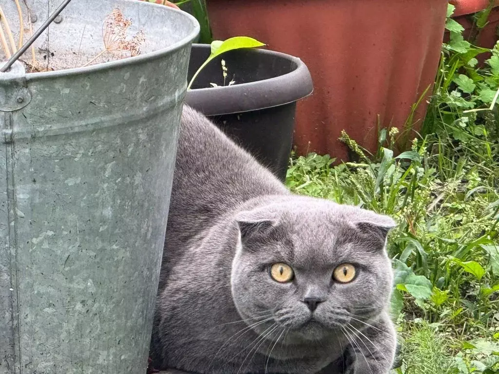 Дом в Новосибирская область, Новосибирский район, Верх-Тулинский ... - Фото 1