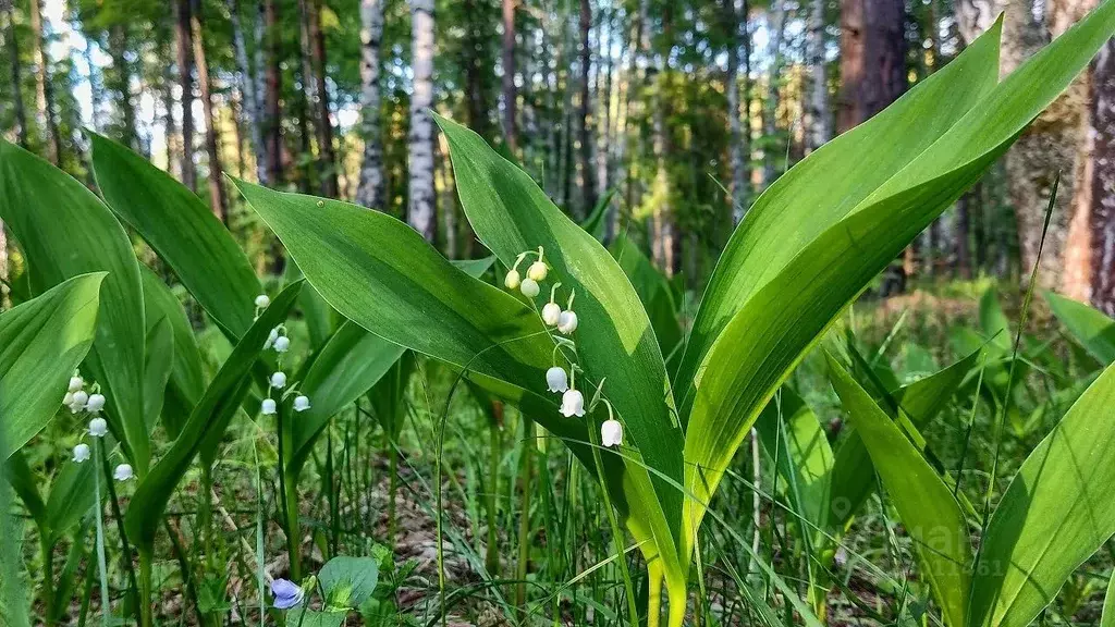 Участок в Калужская область, Ферзиковский муниципальный округ, ... - Фото 1
