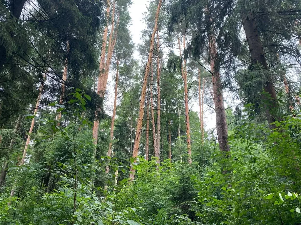 Участок в Московская область, Звенигород Одинцовский городской округ, ... - Фото 0