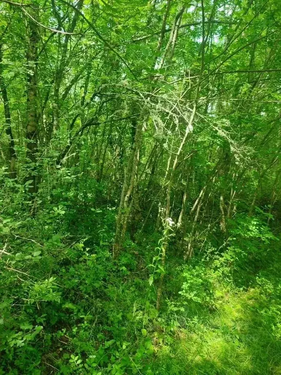 Участок в Краснодарский край, Геленджик городской округ, с. ... - Фото 0