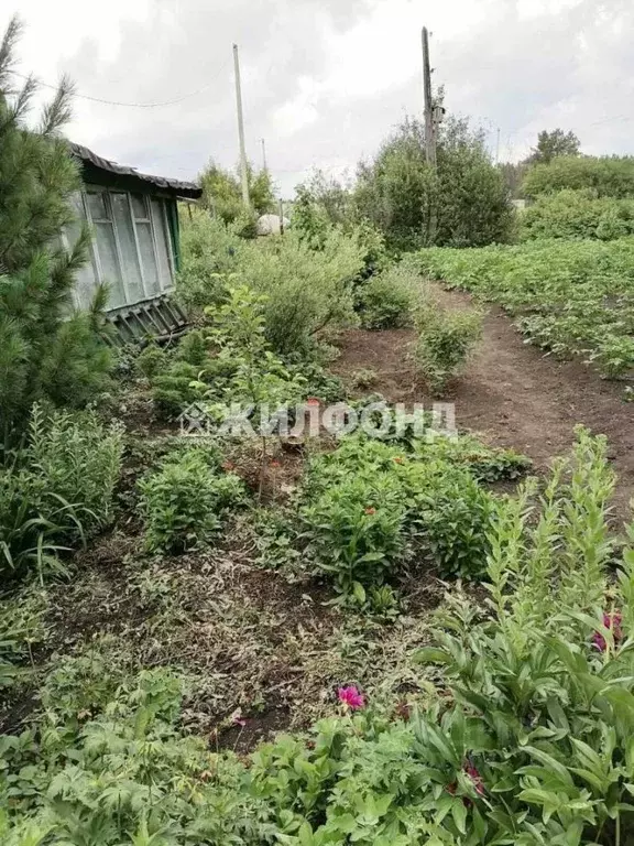 Участок в Кемеровская область, Белово ул. Новая Жизнь (12.0 сот.) - Фото 1