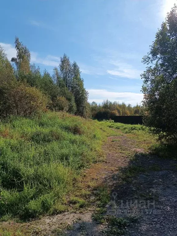 Участок в Ленинградская область, Всеволожский район, Бугровское ... - Фото 1