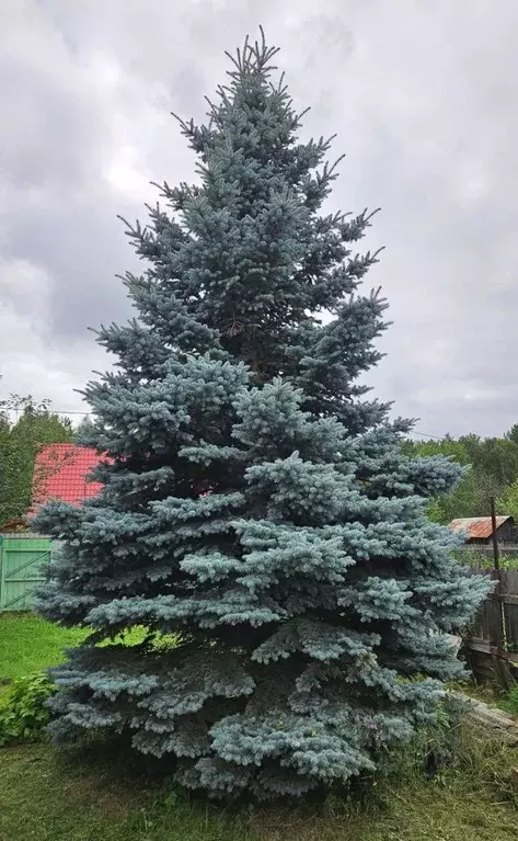 Дом в Свердловская область, Режевской городской округ, пос. Крутиха ... - Фото 0