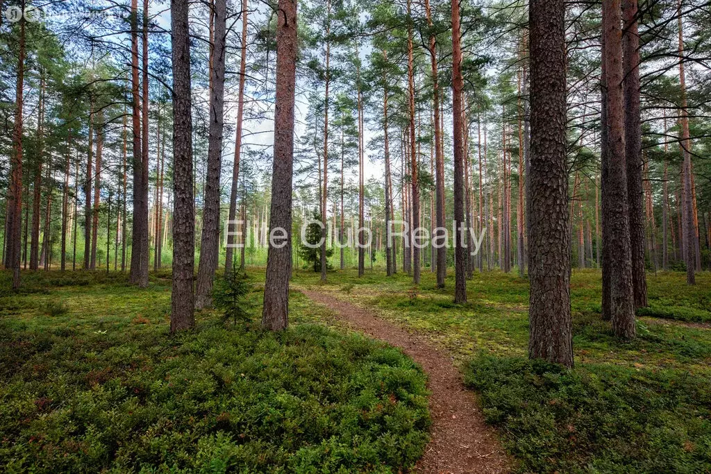 Участок в посёлок Комарово, Большой проспект (100 м) - Фото 1