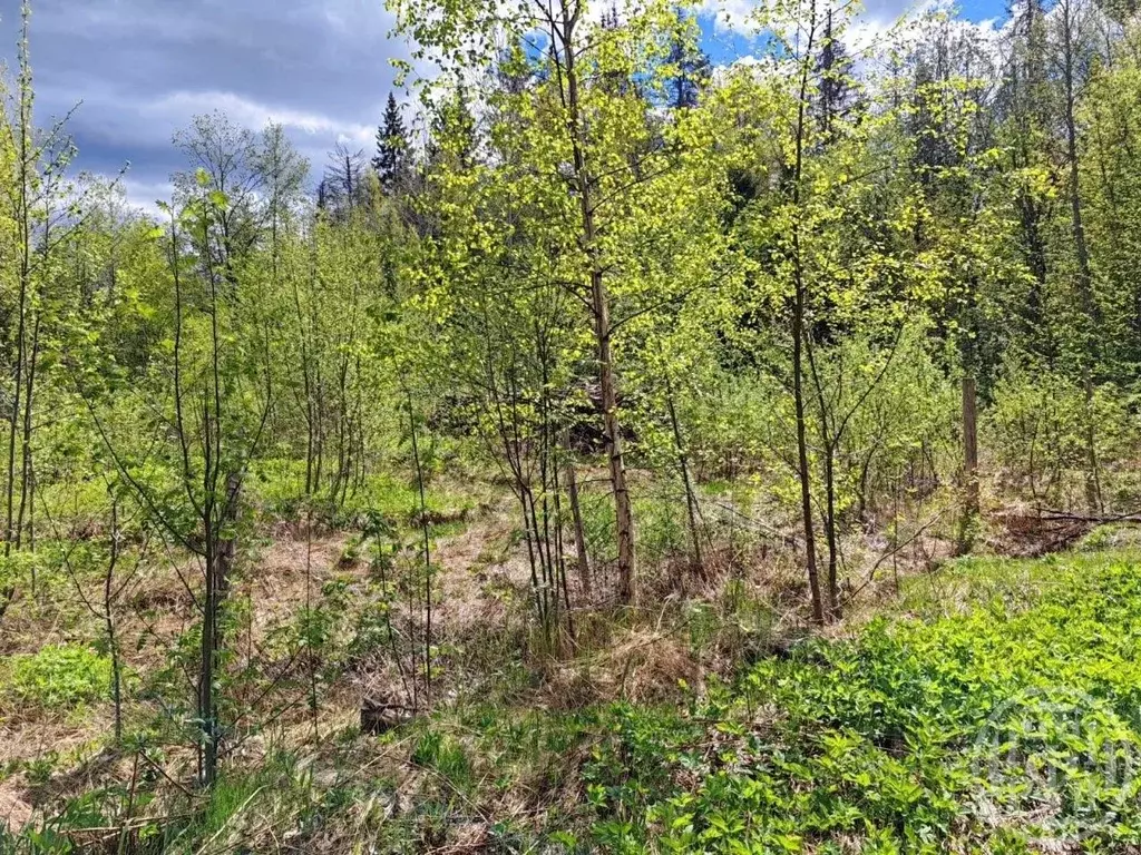 Участок в Ленинградская область, Выборгский район, Полянское с/пос, ... - Фото 2