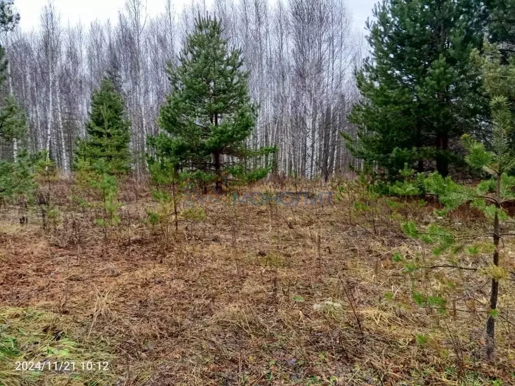 Участок в Нижегородская область, Ковернинский муниципальный округ, ... - Фото 1