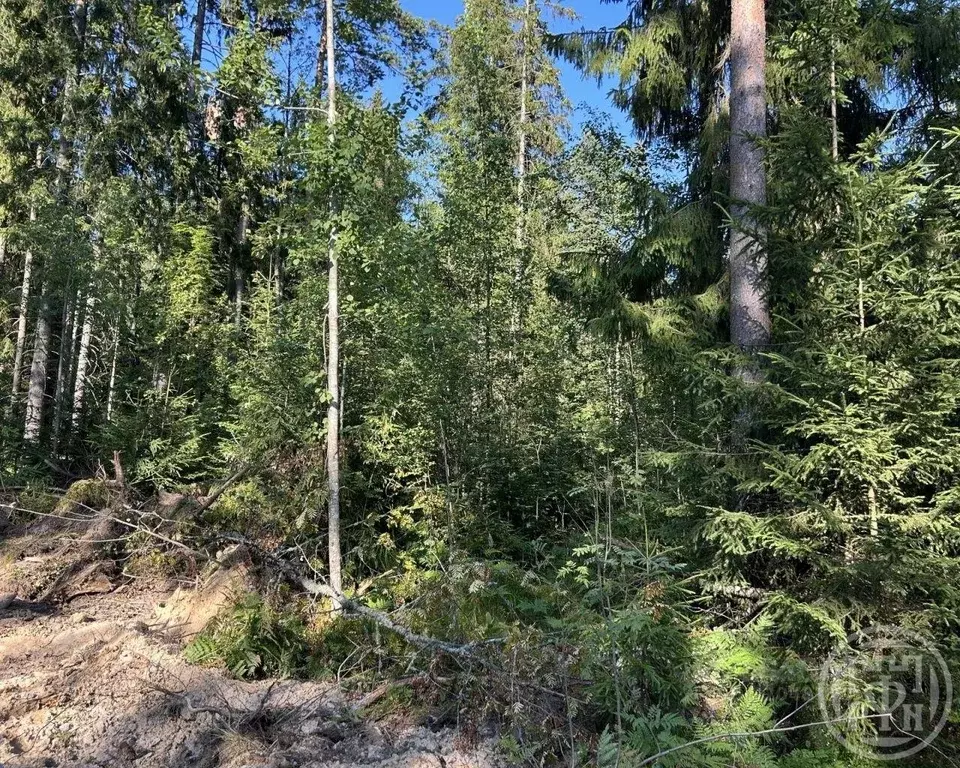 Участок, 21 сот., сельхоз (снт или днп) - Фото 2