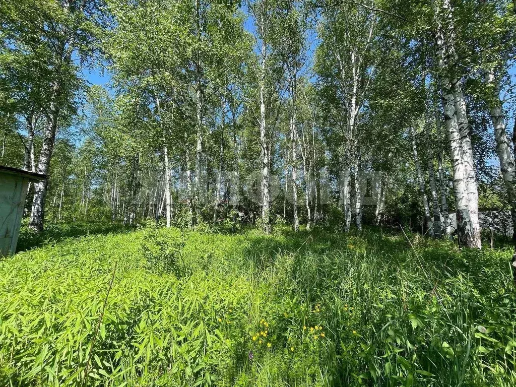 Участок в Новосибирская область, Новосибирск Золотая Горка СНТ, аллея ... - Фото 1
