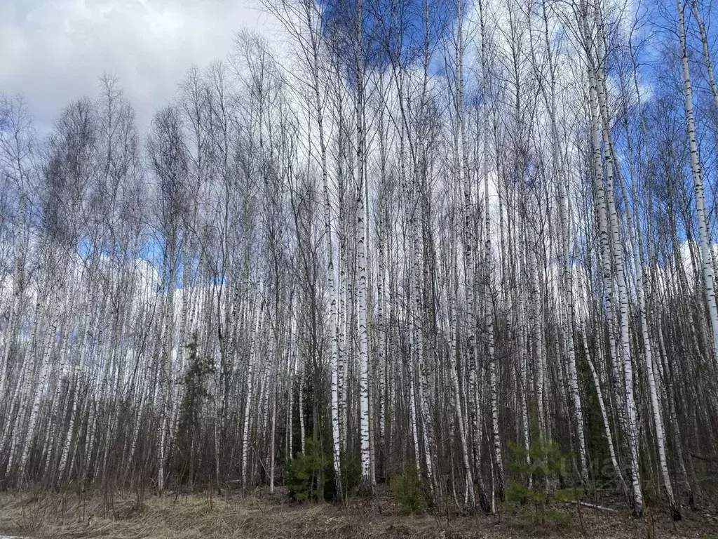 Участок в Калужская область, Перемышльский муниципальный округ, ... - Фото 1