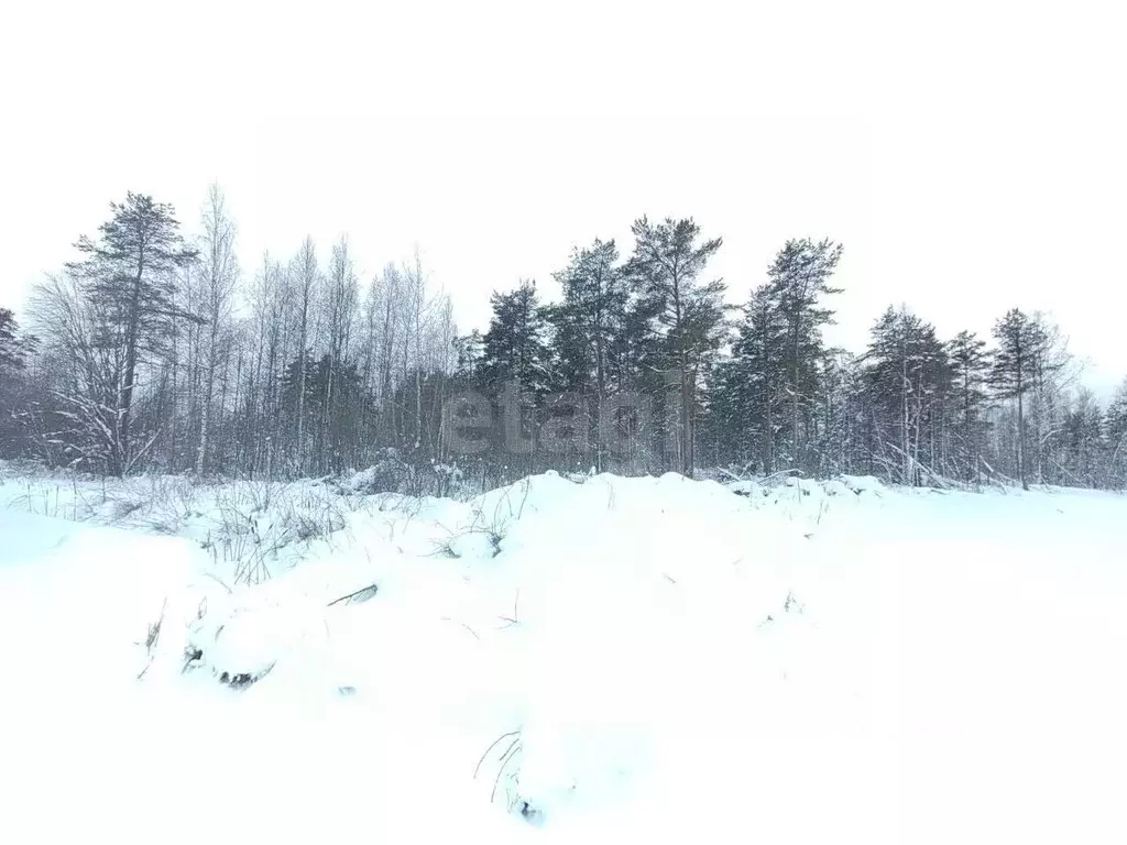 Участок в Ленинградская область, Всеволожский район, Рахья рп пер. ... - Фото 1