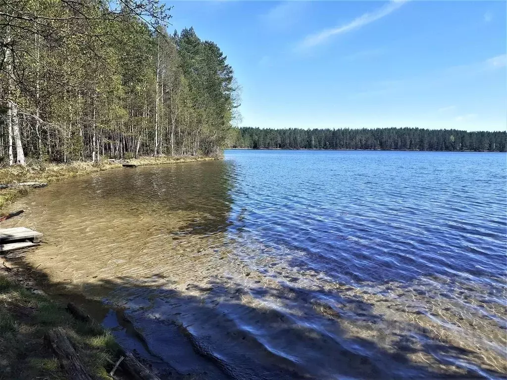 Участок в Ленинградская область, Лужский район, Осьминское с/пос  ... - Фото 1