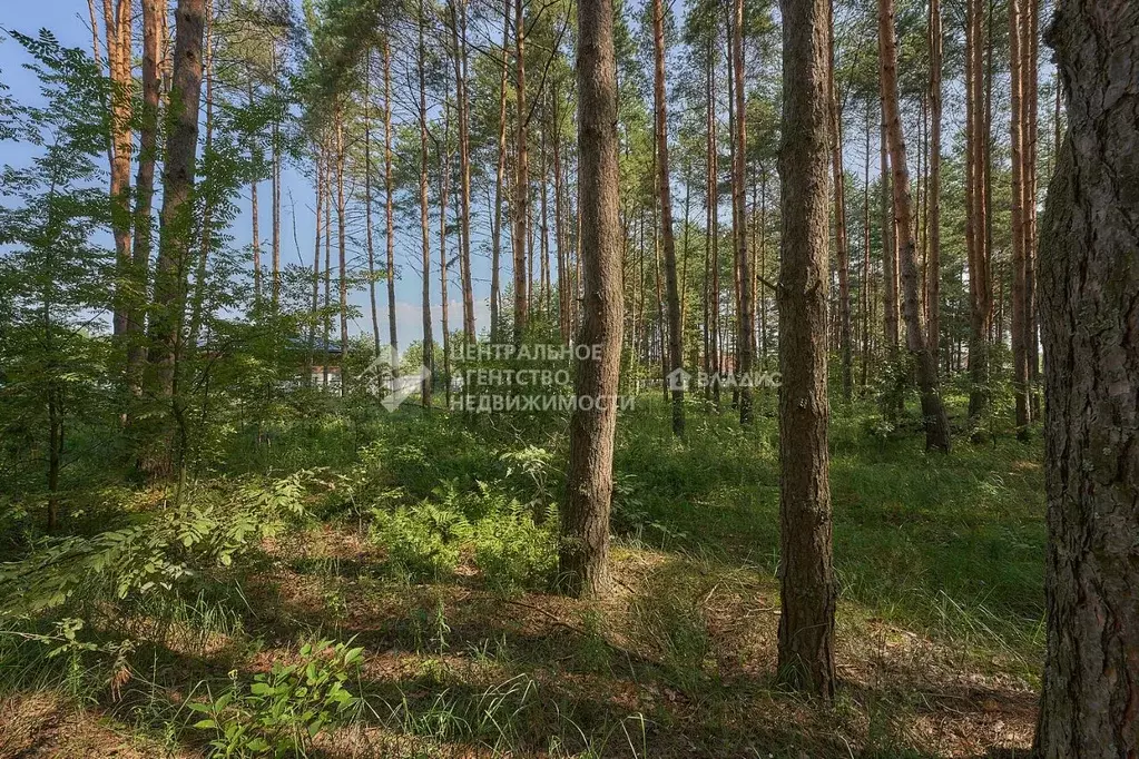 Участок в Рязанская область, Рязанский муниципальный округ, с. ... - Фото 2