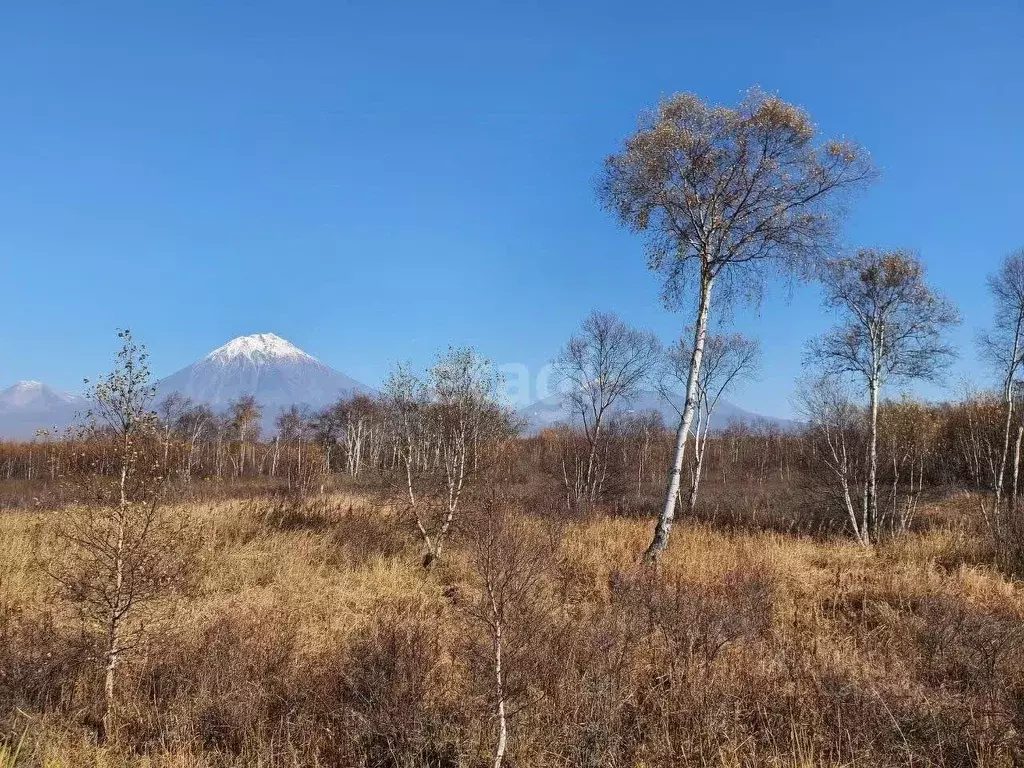 Участок в Камчатский край, Елизово А-401, 29-й км (110.0 сот.) - Фото 1