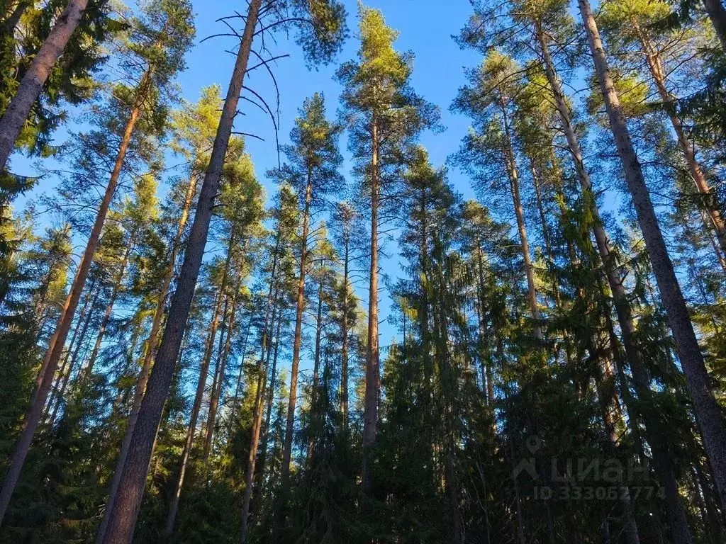 Участок в Ленинградская область, Приозерский район, пос. Сосново ул. ... - Фото 1