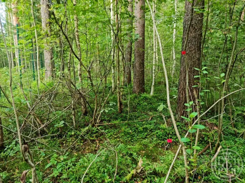 Участок в Ленинградская область, Гатчинский муниципальный округ, ... - Фото 2