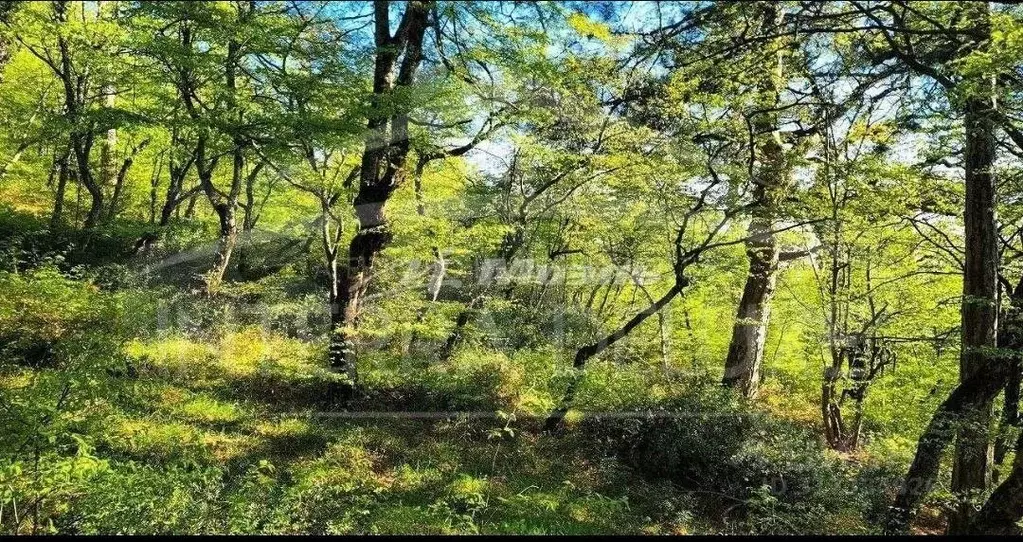 Участок в Крым, Ялта городской округ, Массандра пгт ш. Симферопольское ... - Фото 0