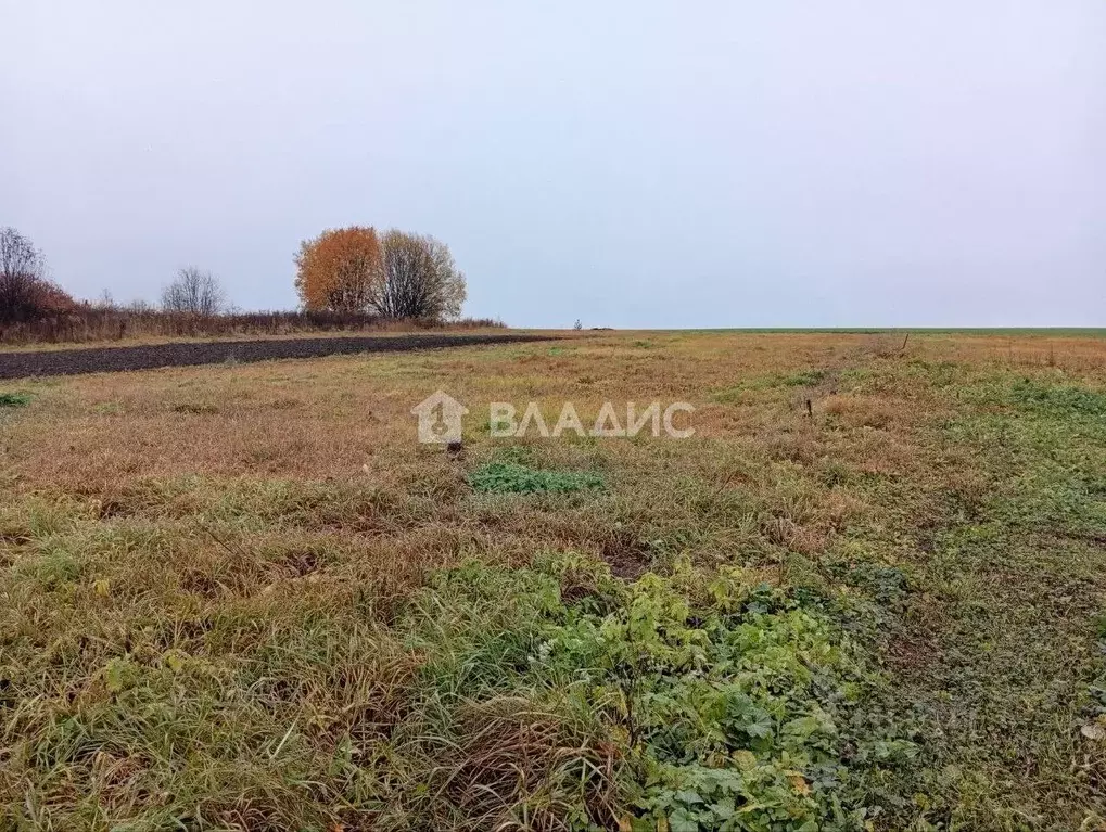 Участок в Владимирская область, Суздальский район, Селецкое ... - Фото 1