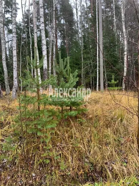 Участок в Ленинградская область, Приозерский район, Кузнечнинское ... - Фото 1
