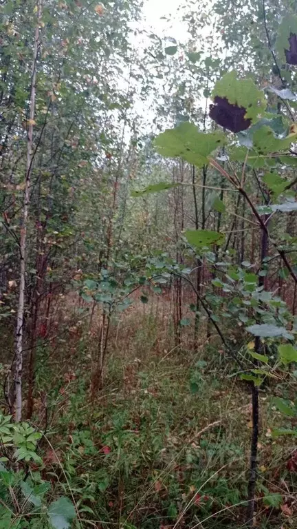 Участок в Пермский край, Добрянский муниципальный округ, пос. Нижний ... - Фото 1