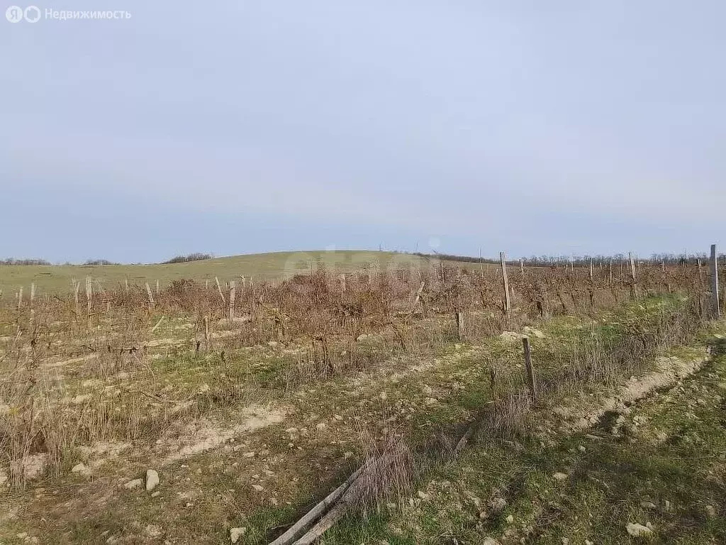 Участок в Краснодарский край, Анапа (99 м) - Фото 2