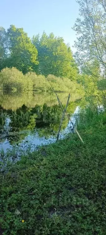 Участок в Новгородская область, Чудовский муниципальный район, ... - Фото 1