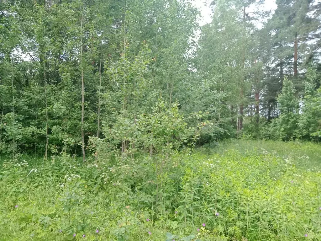 Участок в Калужская область, Мещовск городское поселение, д. ... - Фото 2