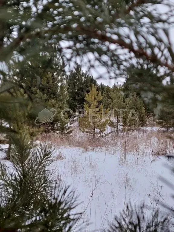 Участок в Тюменская область, Тюменский муниципальный округ, с. Кулига, ... - Фото 1