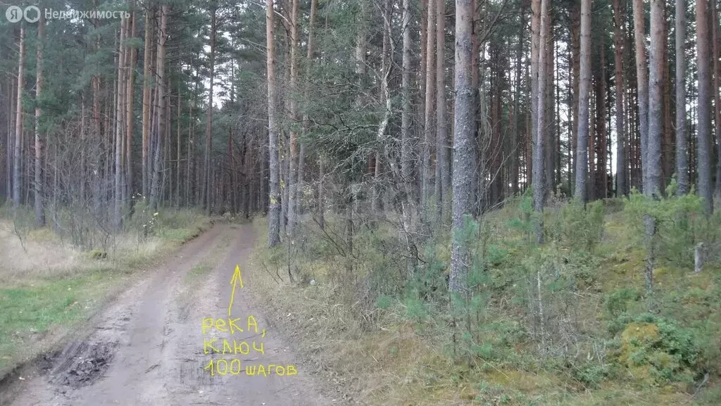 Участок в Вологодская область, Устюженский муниципальный округ, ... - Фото 2