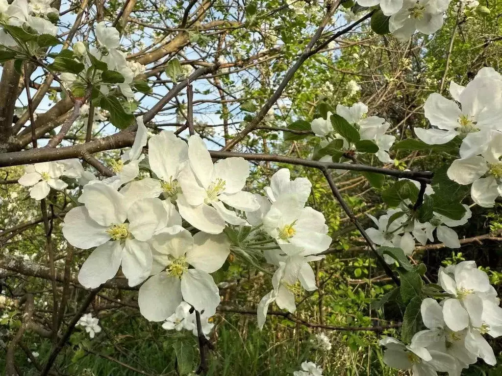 Дом в Вологодская область, Великоустюгский муниципальный округ, д. ... - Фото 1