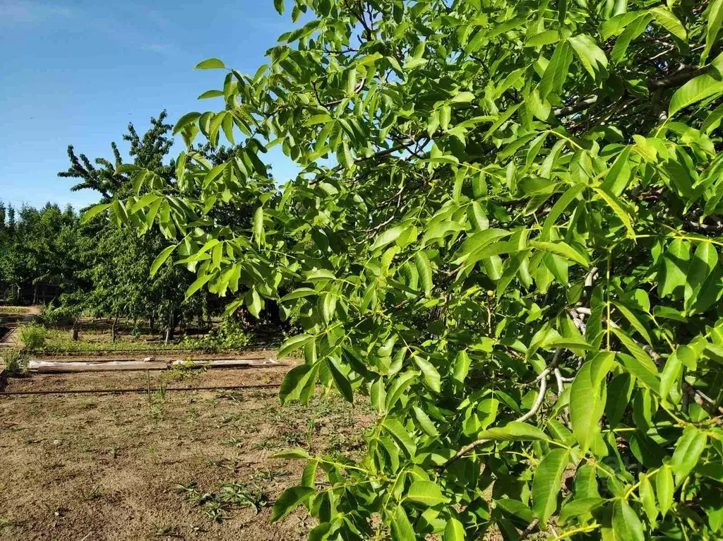 Купить Землю В Волгограде Для Огорода Недорого