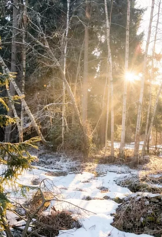 Участок в Московская область, Раменский муниципальный округ, пос. ... - Фото 2