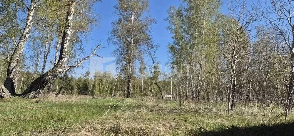 Участок в Алтайский край, Калманский район, с. Зимари  (20.0 сот.) - Фото 2