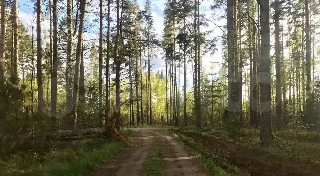 Участок 15,3 сот. (СНТ, ДНП) - Фото 1