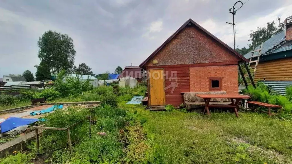 Участок в Новосибирская область, Новосибирск Кедр садовое ... - Фото 0