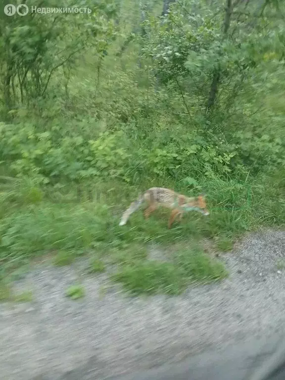 Участок в посёлок Лесной, турбаза Дюны (18 м) - Фото 1