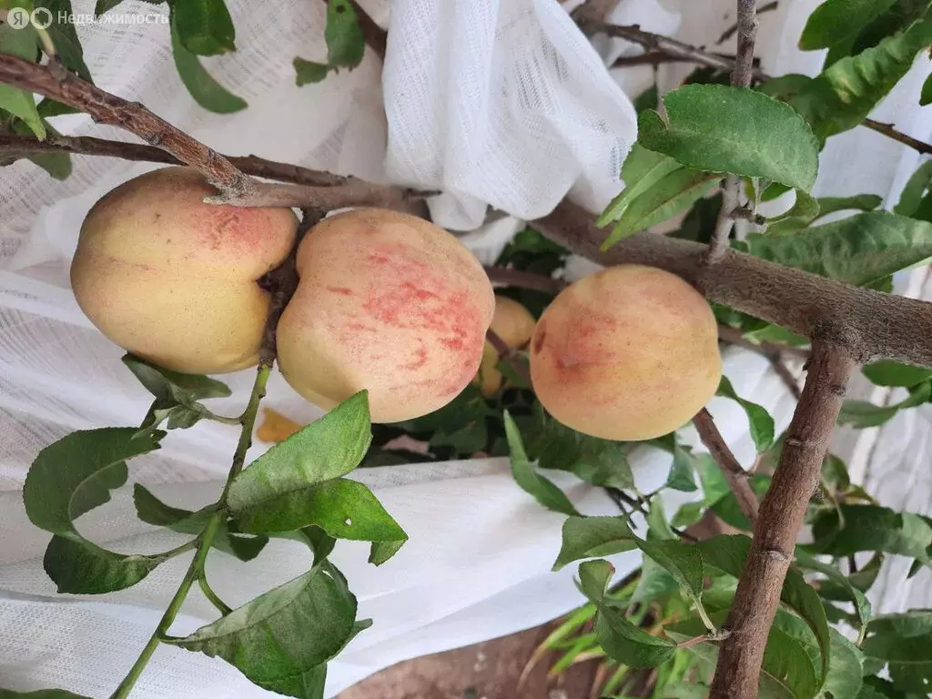 Дом в Сакский район, село Суворовское (108 м) - Фото 1