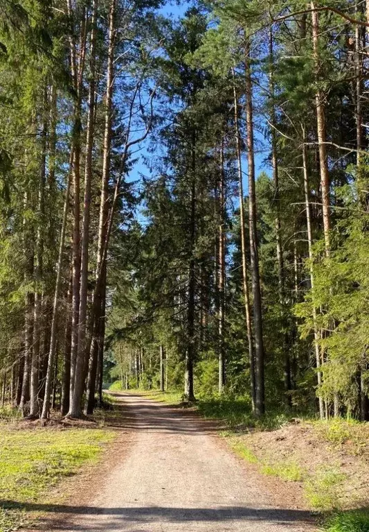 Участок в Московская область, Мытищи городской округ, д. Фелисово, ... - Фото 1