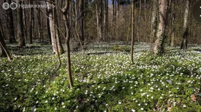 Участок в Пермский муниципальный округ, садовые участки Лоза (9.6 м) - Фото 1