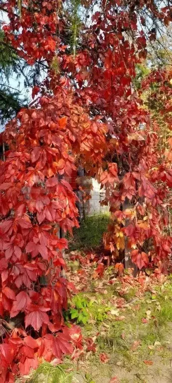 Дом в Пермский край, Пермский муниципальный округ, Корсаково 35 СТ 21 ... - Фото 2