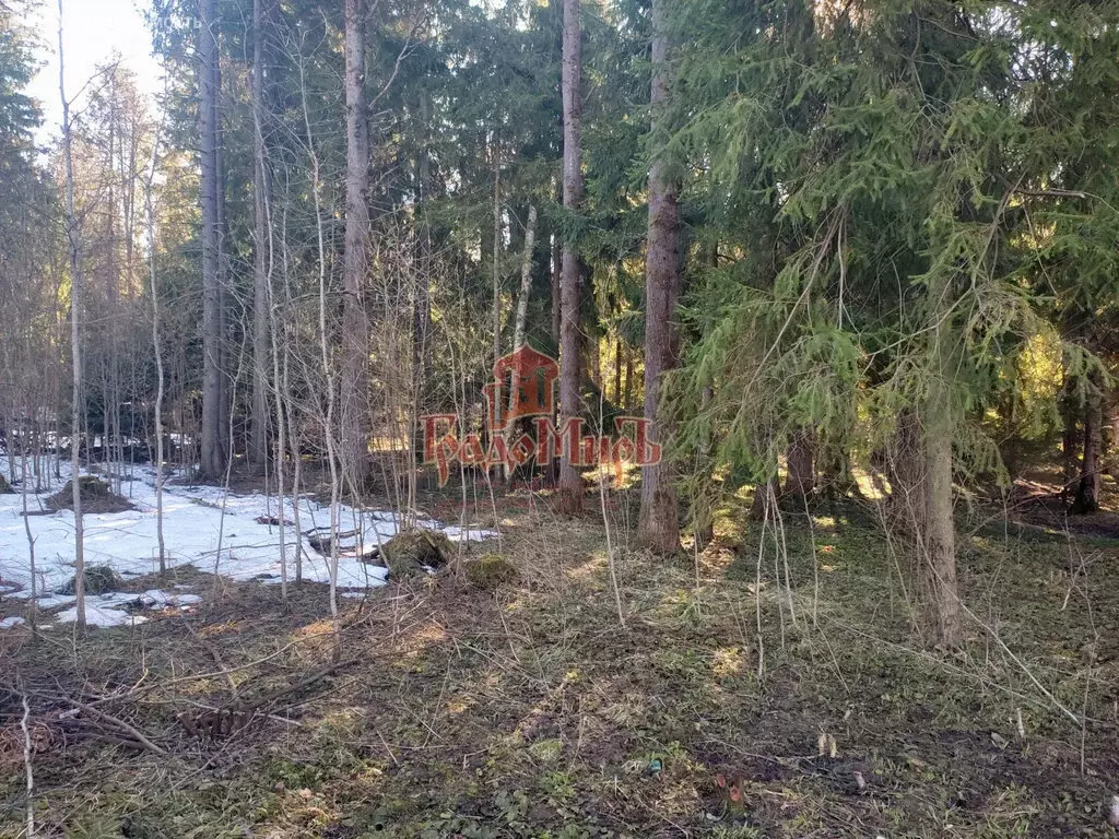 Участок в Пересвет, 3-я Лесная улица (14 м) - Фото 2