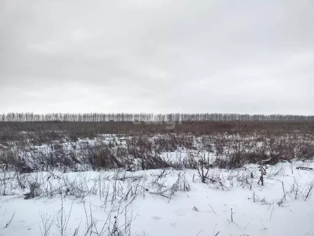 Участок в Воронежская область, Семилукский район, с. Девица  (44.7 ... - Фото 0